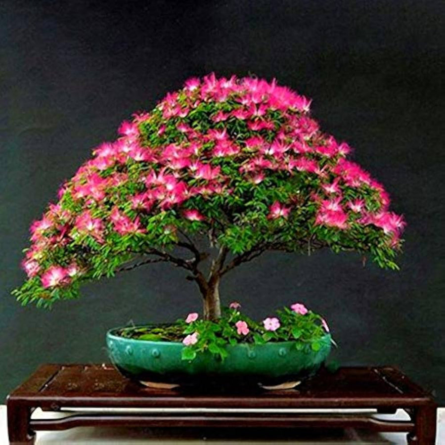 Albizia Julibrissin ��������� Albizia julibrissin ��������� for planting in home garden