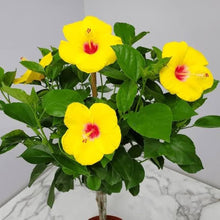 Hibiscus Yellow Seeds (Hibiscus spp.) for growers filling out the Pots or Outdoor Yards