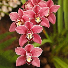 Red Orchid Perennial Seeds for seasonal color across the Balcony & Garden