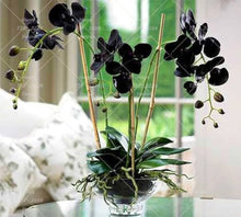 Hydroponic Phalaenopsis Orchid Plant - for planting in home garden