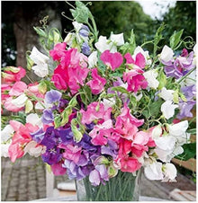 Sweet Pea Lathyrus odoratus for planting in flower bed