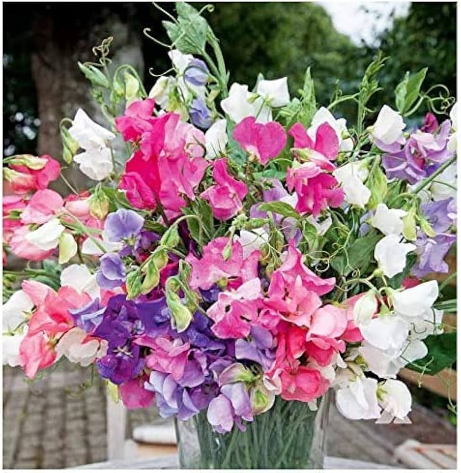 Sweet Pea Lathyrus odoratus for planting in flower bed