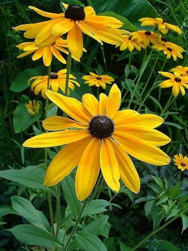 Black Eyed Susan flower seeds ��������� Rudbeckia hirta ��������� for planting for cut flower use