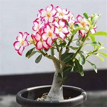 Adenium Obesum Seeds for a bright addition to the Your Garden or Indoor Plant Collection