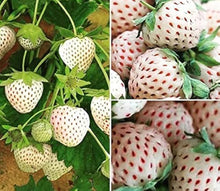 White Strawberry Seeds for sweet homegrown fruit in the Balcony Fruit Gardening & DIY Projects