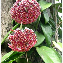 Hoya Seeds (Hoya carnosa) for a lasting display in the vertical garden planting and indoor hanging baskets