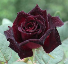 Rose Seeds known for beautiful, Classic Flower Blooms