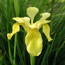 Iris Seeds (Iris germanica) for a bright addition to the backyard garden or home flower beds