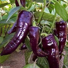 Purple Marconi Pepper Seeds (Capsicum annuum) valued by growers for organic Italian Culinary Gardening