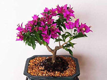 Bougainvillea bonsai (Bougainvillea spp.) seeds for planting in balcony garden