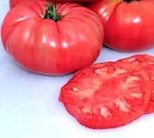 Giant Belgium Pink Tomato Seeds for growers stocking a kitchen garden