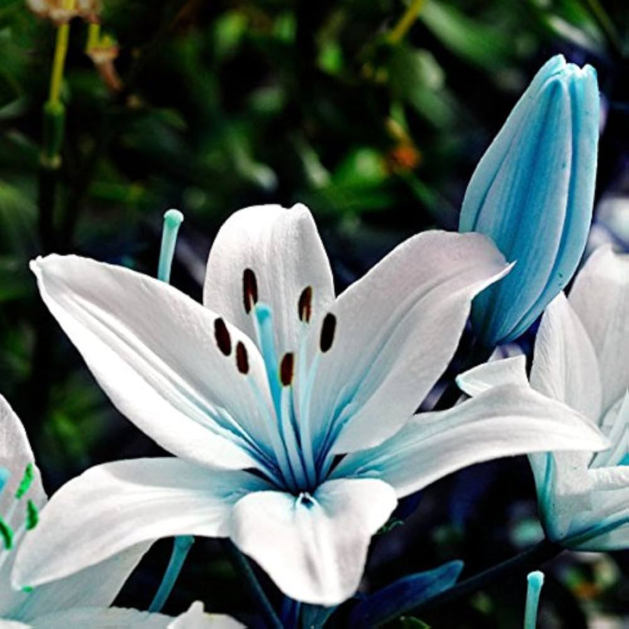 Blue Heart Lily seeds for bonsai and potted planting