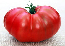 Heirloom Belarusian Herz Tomato Seeds known for non-GMO, Delicious Tomato Harvests