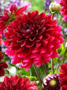 Dahlia Mignon Red Seeds for a colorful addition to any planting