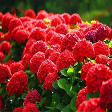 Red Rose Hydrangea Bonsai Seeds (Hydrangea macrophylla) for growers establishing the Compact Garden Display