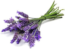 Lavender Seeds for cooks growing the Lavandula bed aromatic garden