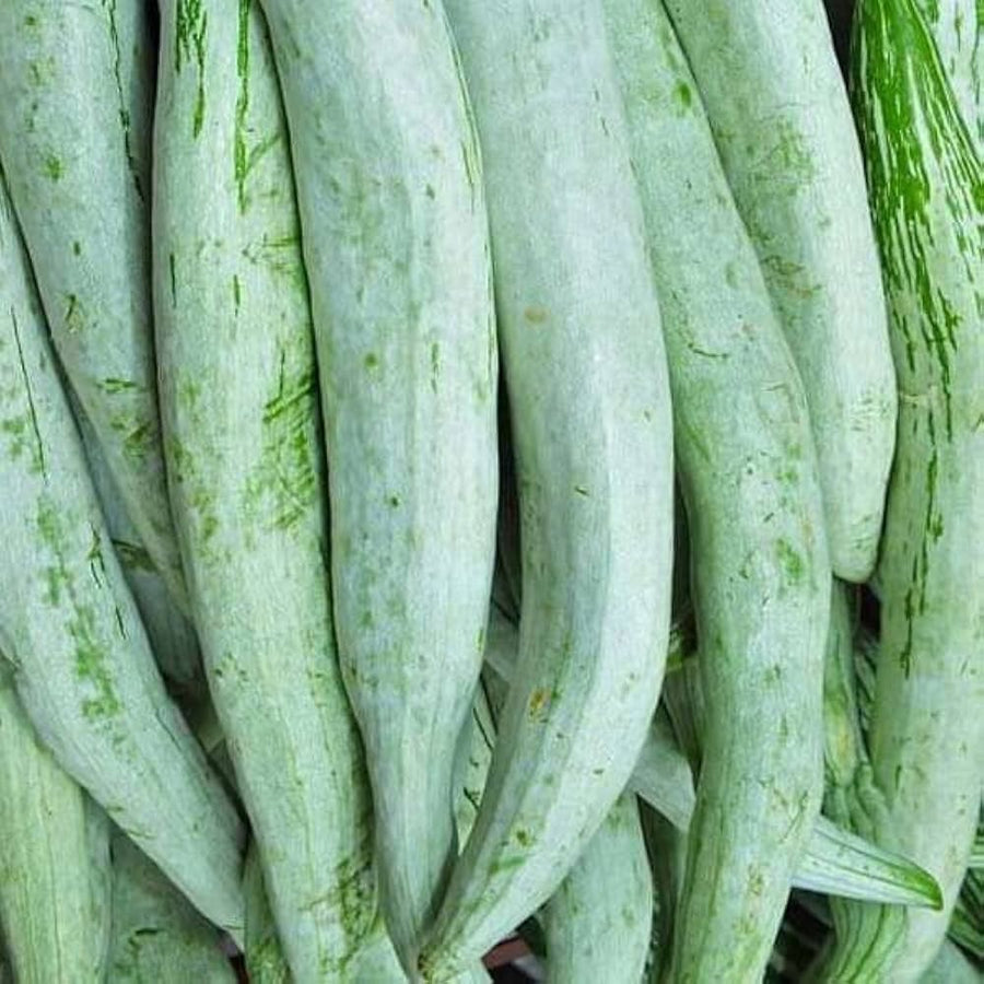 Snake gourd plant grown from seeds with long, curling fruits that resemble a snake