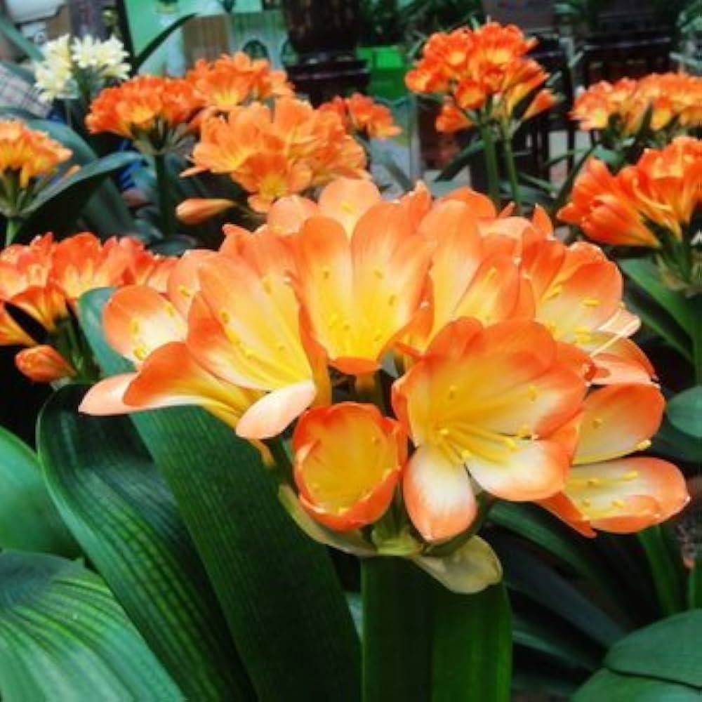 Clivia Clivia miniata flower seeds for planting in indoor pots or low-light garden areas - for planting in home garden