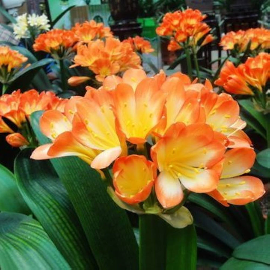 Clivia Clivia miniata flower seeds for planting in indoor pots or low-light garden areas - for planting in home garden