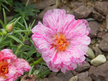 Portulaca Seeds (Portulaca grandiflora) for colorful blooms in the Flower Bed & Urban Garden