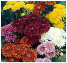 Chrysanthemum Seeds (Chrysanthemum morifolium) for colorful blooms in the flower beds and borders