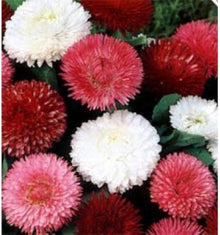 Double Bellis English Margherita Semi-Mix Seeds for growers filling out the Cottage Gardens