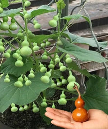Mini Bottle Gourd Seeds (Lagenaria siceraria) for productive rows in the kitchen garden and vertical gardening