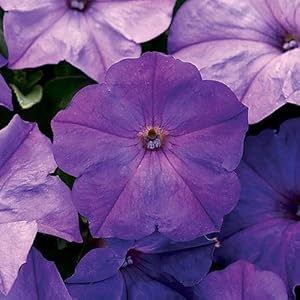Petunia Petunia Hybrida Blue Sky Flower Seeds for Planting – Bright Blue Blooms for Balcony Gardens and Flower Displays