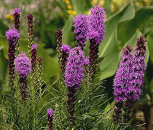 Blazing Star Gayfeather Seeds prized for stunning Flower Spikes