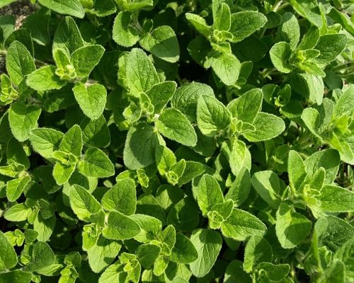Perennial Oregano Plants for cooks growing their own fresh herbs
