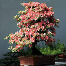 Azalea Mixed Varieties Rare Seeds for a colorful addition to any planting