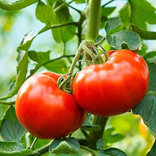 Giant Heirloom Tomato Seeds for home growers seeking a reliable harvest