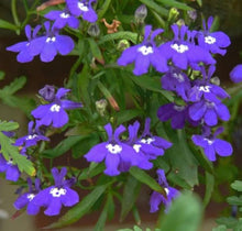 Lobelia Erinus Mrs. Clibran Annual Seeds for a colorful addition to any planting
