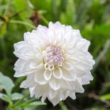 Andere: neue Ankunft Lila Rand Weie Dahlie Samen Wirklich Seeds for reliable seasonal color