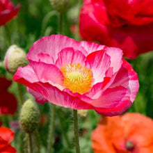Shirley Single Petal Poppy Seeds (Papaver rhoeas) for colorful blooms in the wild garden beds and natural planting