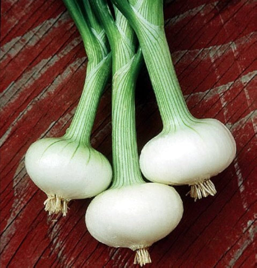 Bianca Di Maggio Onion seeds producing small, flat white onions with a sweet, mild flavor ideal for salads and Italian dishes