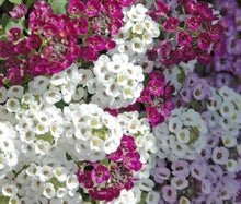 Alyssum Oriental Nights Lobularia Maritima Seeds for growers filling out the Flower Bed