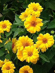 Summer Sun Sundrops Yellow seeds for bright flowers