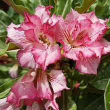 Desert Rose Pink Dream Seeds for a lasting addition to the landscape