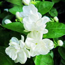 Jasmine Seeds (Officinale fragrance) for a lasting display in the Jasminum garden flower bed