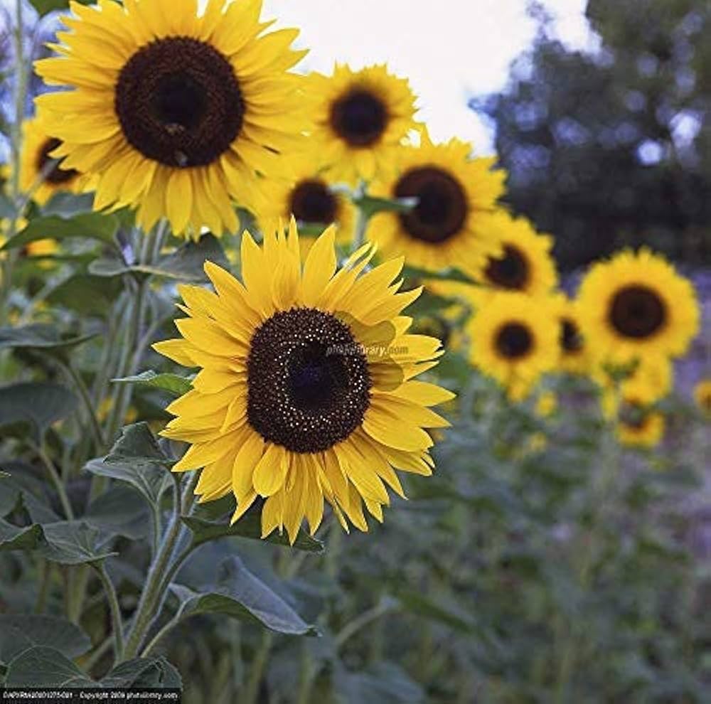 Yellow sunflower flower seeds
