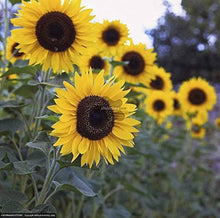 Yellow sunflower flower seeds
