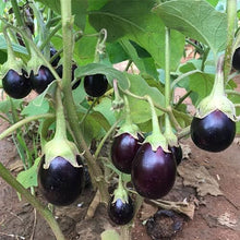 Gretel Eggplant Seeds for a productive addition to the vegetable patch
