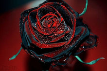 Black Rose Bush Seeds for gardeners building out beds and borders