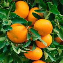Tangerine Citrus Fruit Tree Seeds
