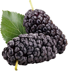 Mulberry Morus for planting in urban garden