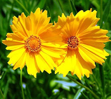 Plant Seeds (Coreopsis tripteris) for colorful blooms in the Flower Garden Seeds