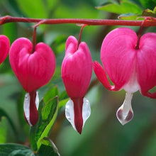 Dicentra spectabilis bleeding heart orchid seeds
