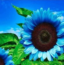 Sunflower Helianthus annuus seeds for planting