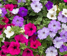 Petunia Hybrida Balcony Seeds for a colorful addition to any planting